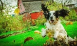 Ruský lov spaniel (foto): nejoblíbenější pes pro lov